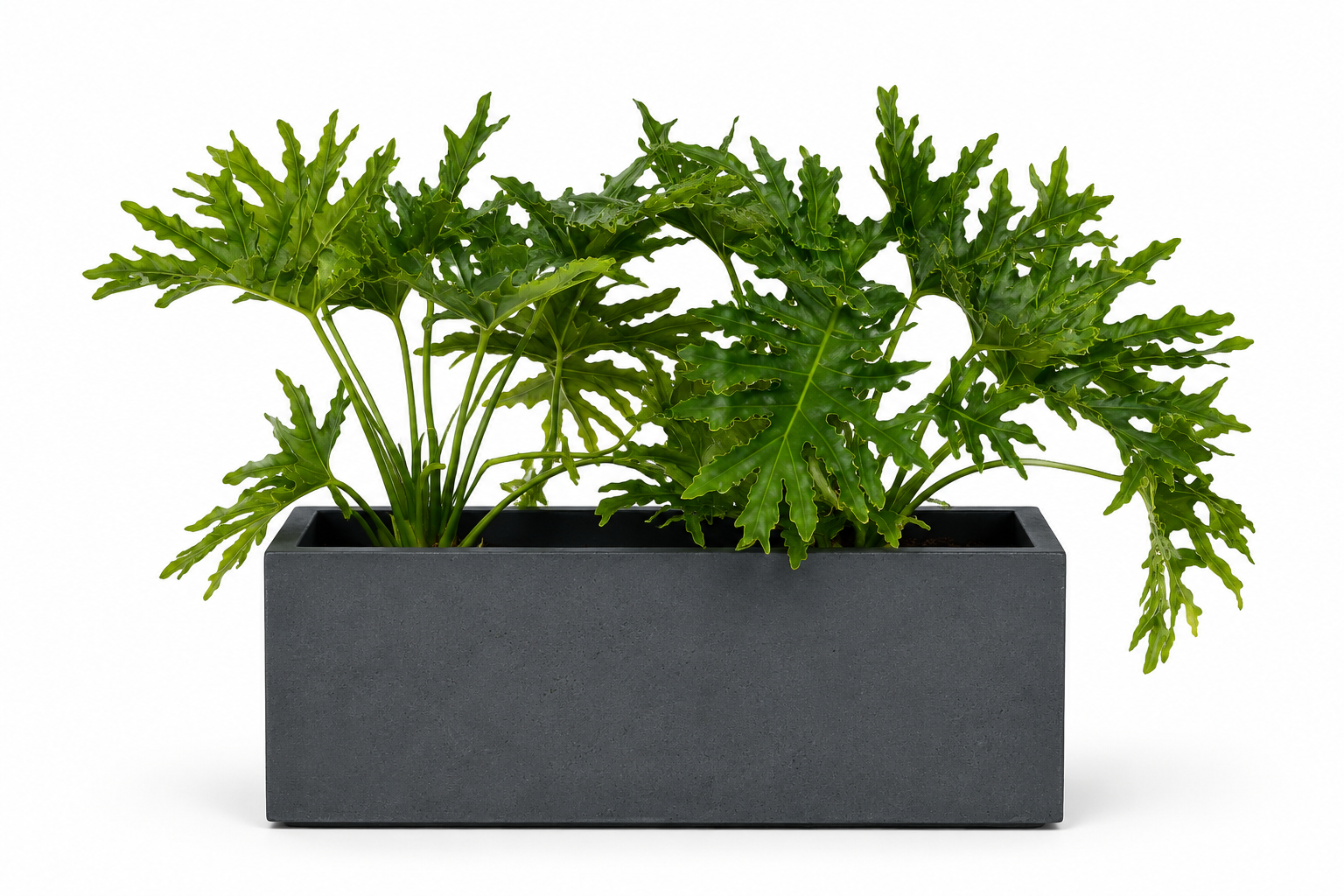 Jardinière Rectangle — Anthracite