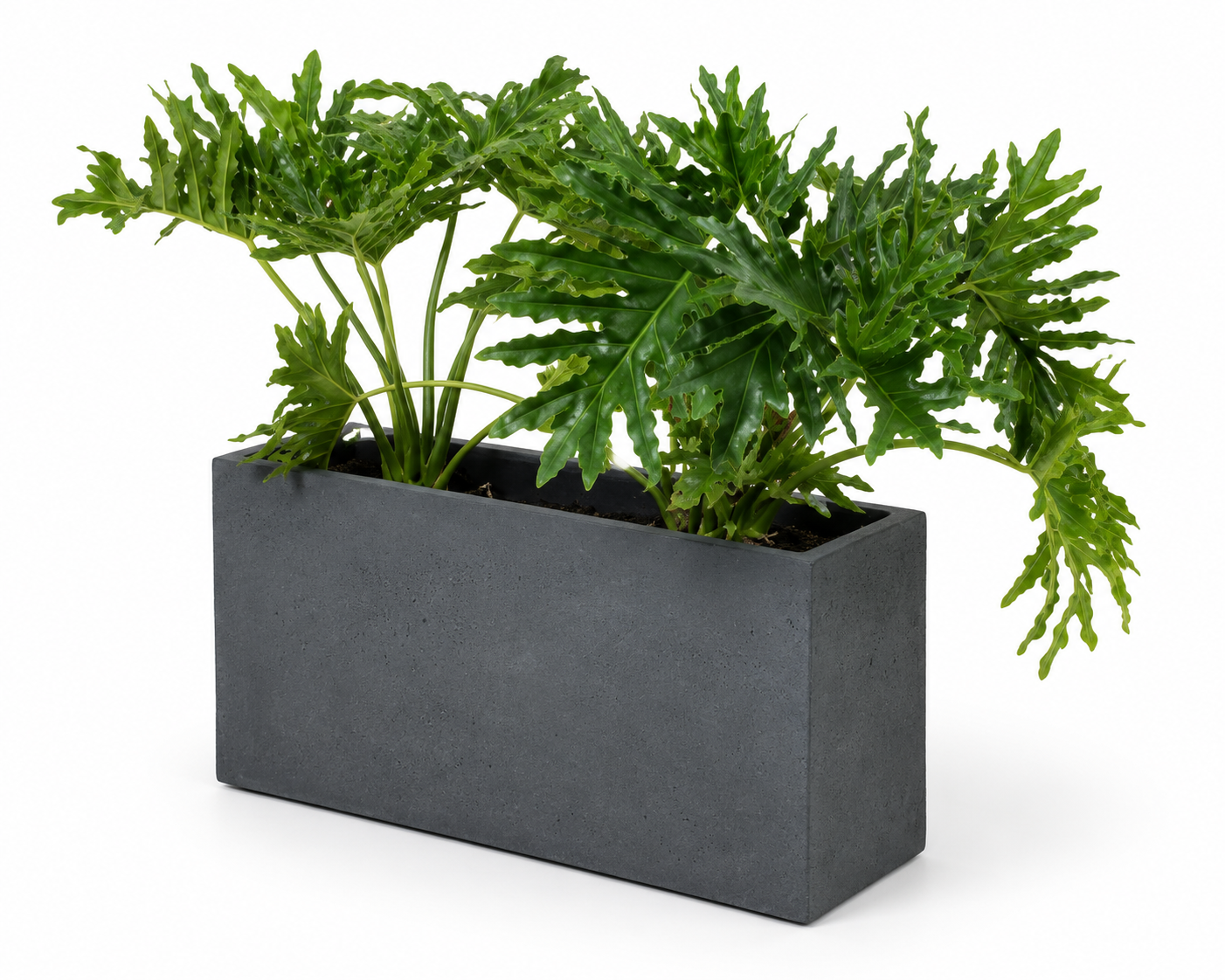 Anthracite — photo 2