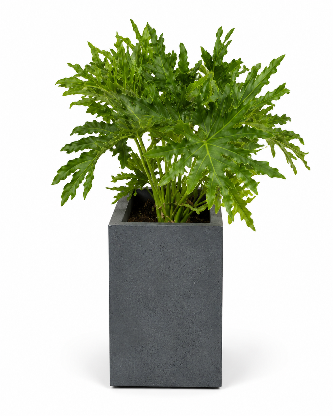 Anthracite — photo 3