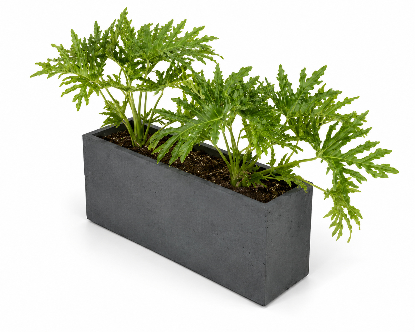 Anthracite — photo 4