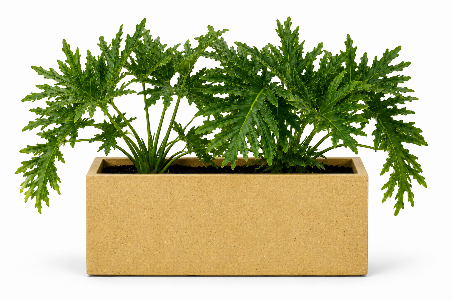 Jardinière Rectangle — Ocre